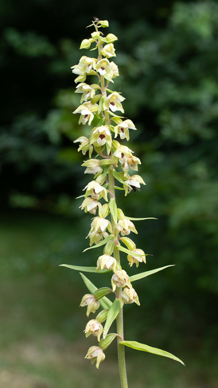 Epipactis helleborine