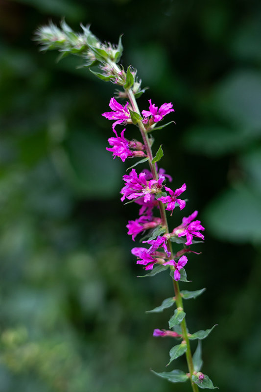 Lythrum salicaria
