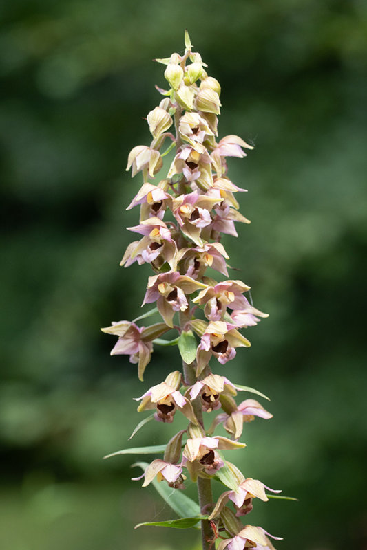 Epipactis helleborine