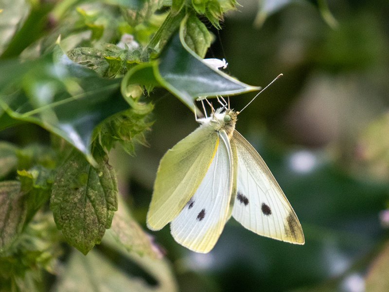 Pieris rapae    