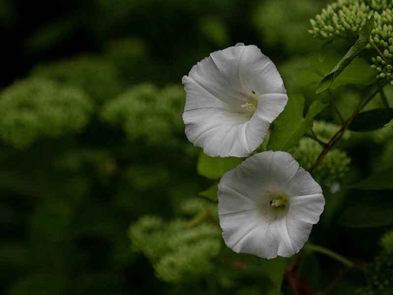 Convolvulus sepium