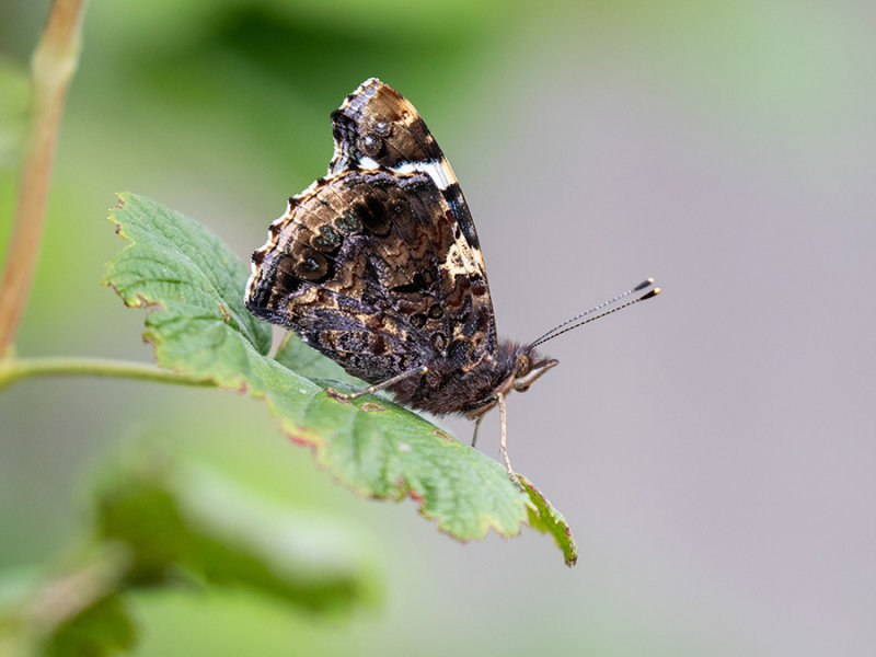 Vanessa atalanta