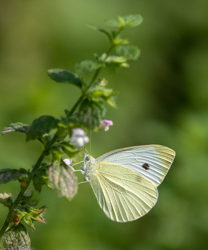 Pieris rapae    