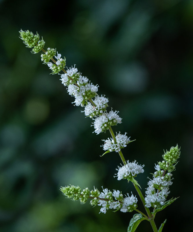 Mentha suaveolens   