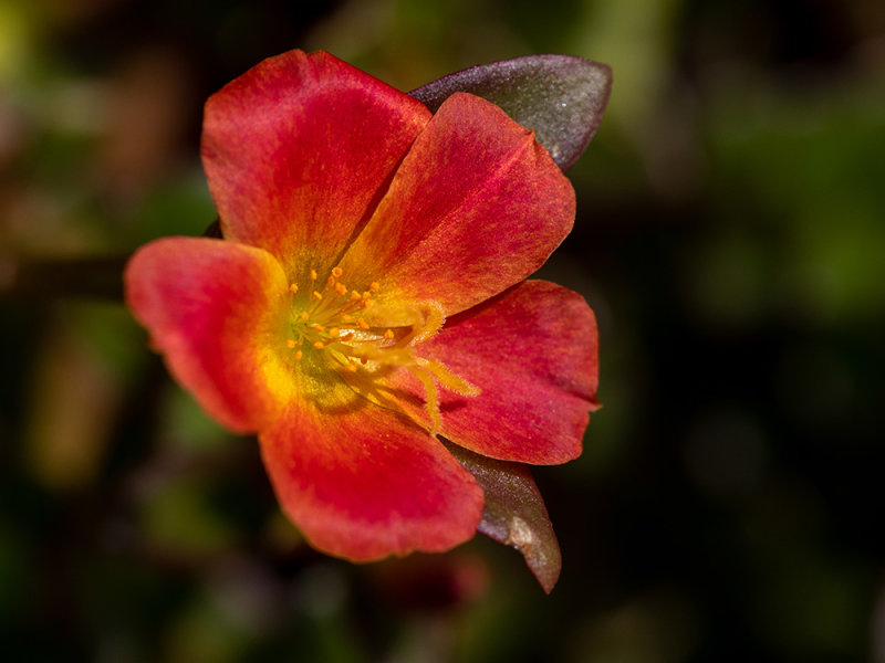 Portulaca grandiflora
