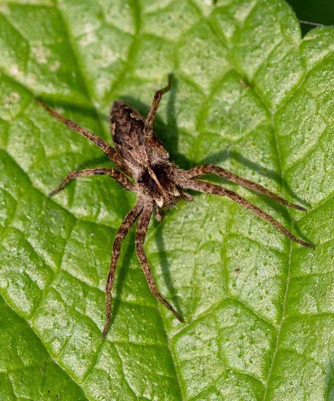 Pisaura mirabilis  