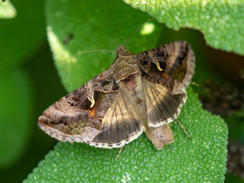 Autographa gamma    