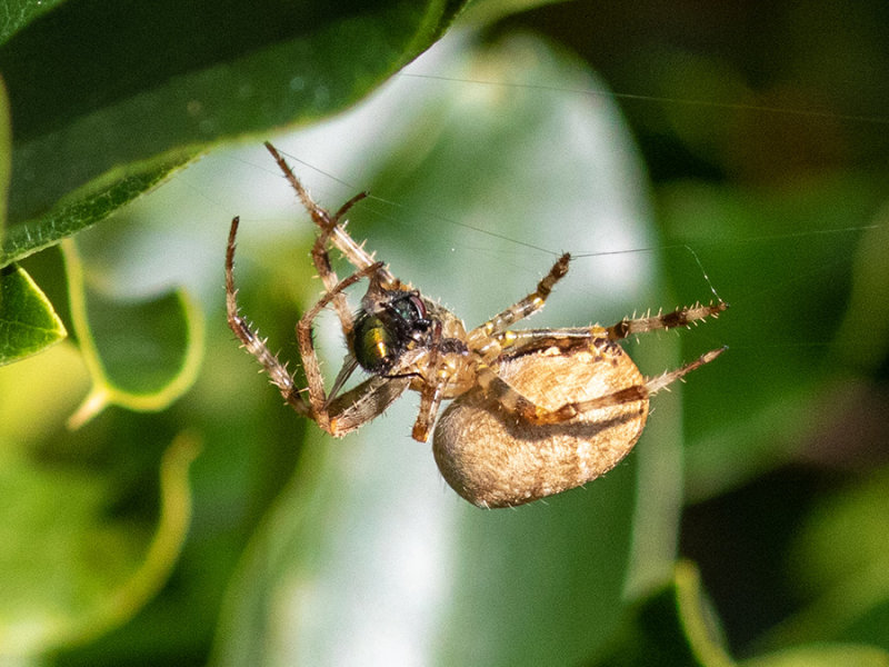Araneus diadematus