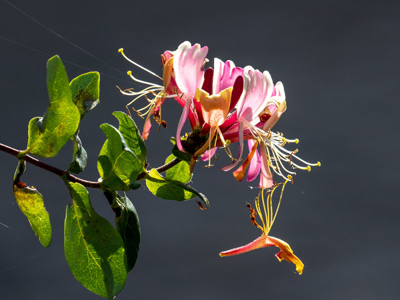 Lonicera caprifolium