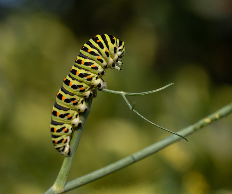 Papilio machaon