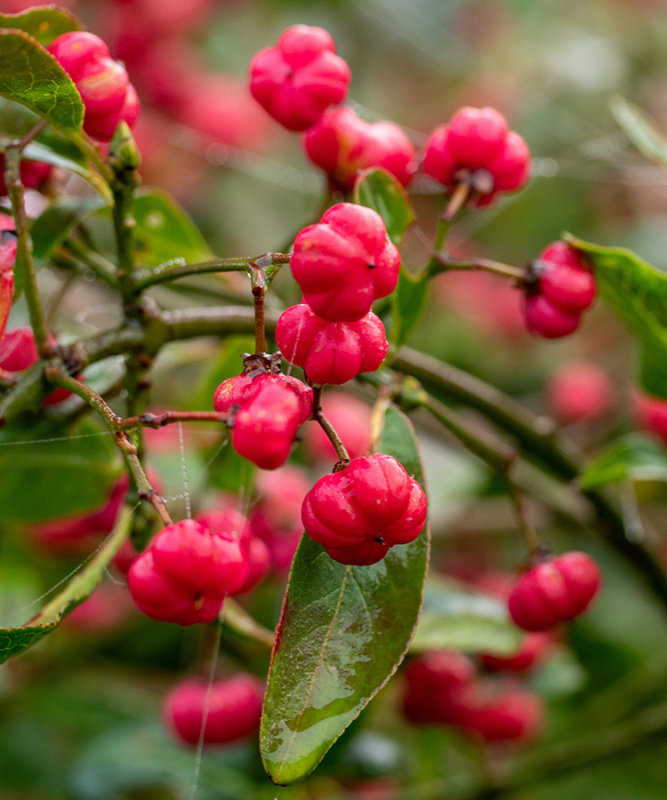 Euonymus europaeus