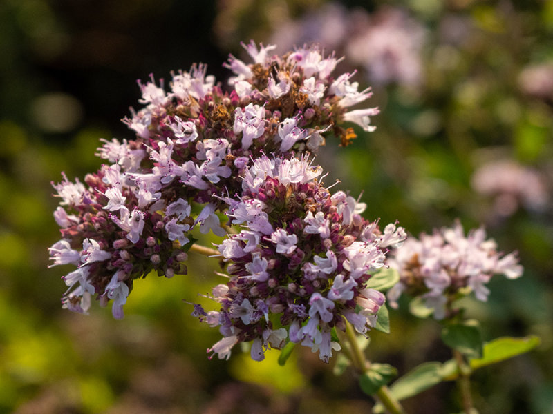 Origanum vulgare  