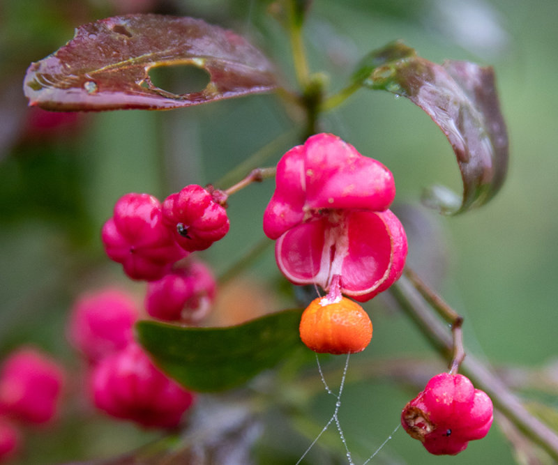 Euonymus europaeus