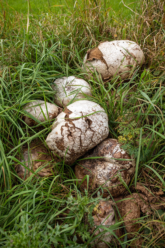 Calvatia gigantea  