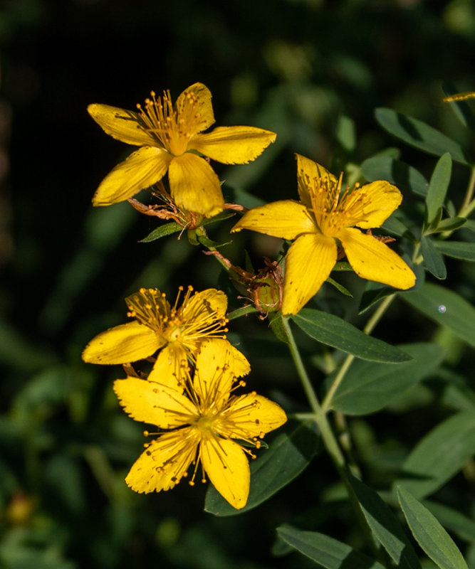 Hypericum perforatum  