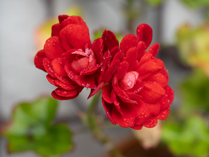 Pelargonium