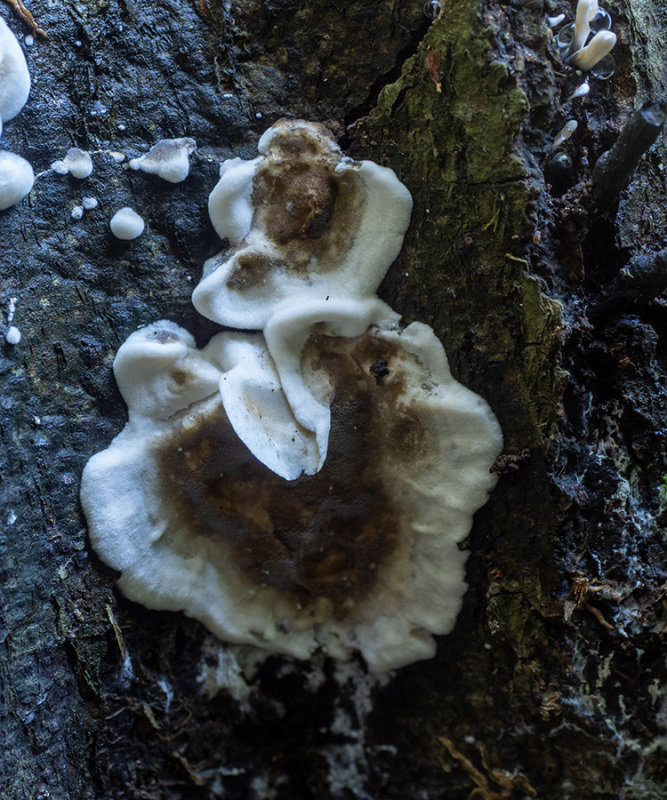 Bjerkandera adusta