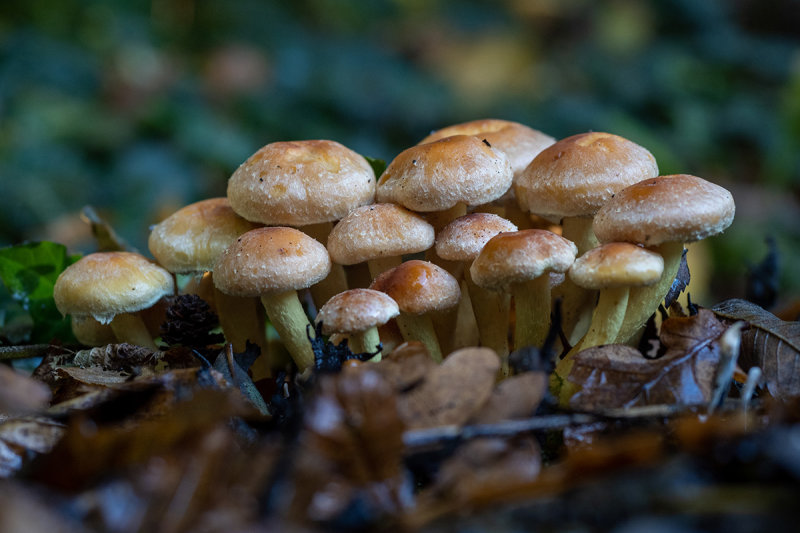 Hypholoma fasciculare