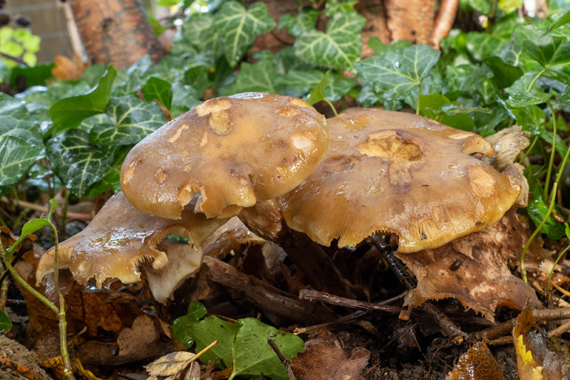 Armillaria mellea  