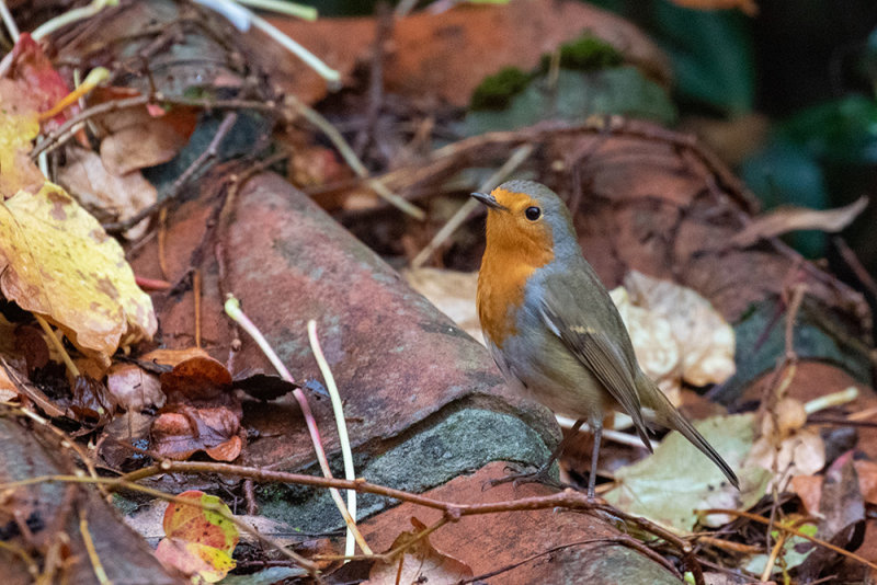 Robin