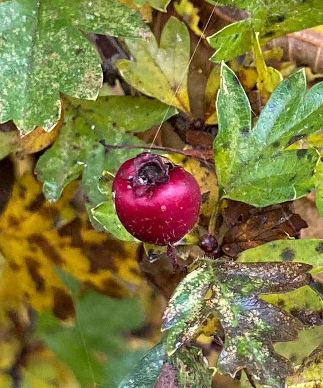 Crataegus monogyna  