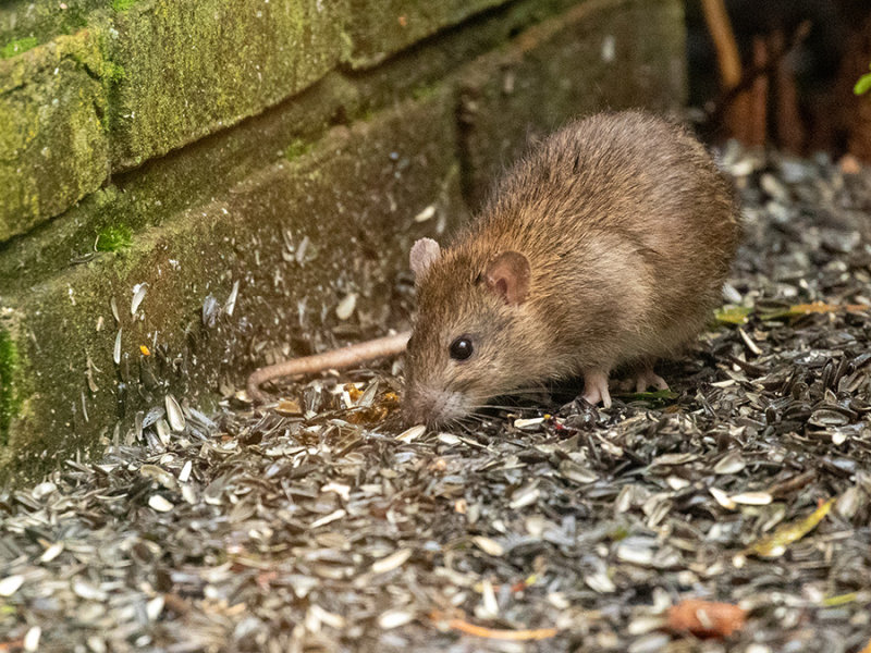 Rattus norvegicus 