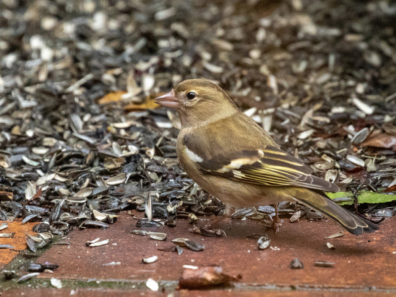 Chaffinch (female)