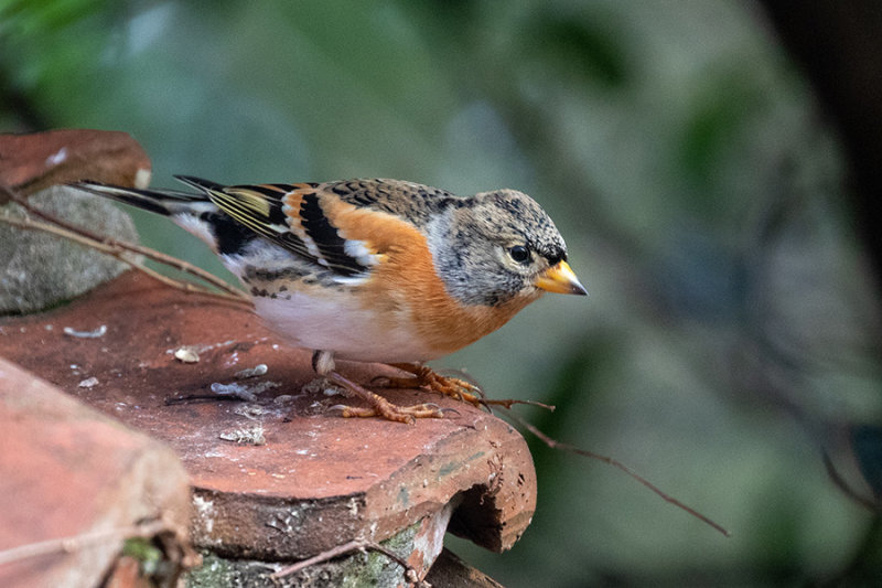 Brambling (male)