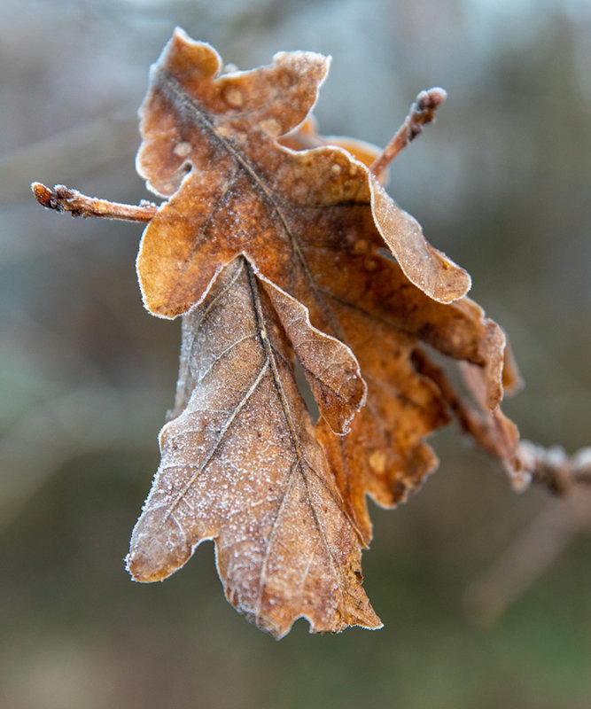 oak