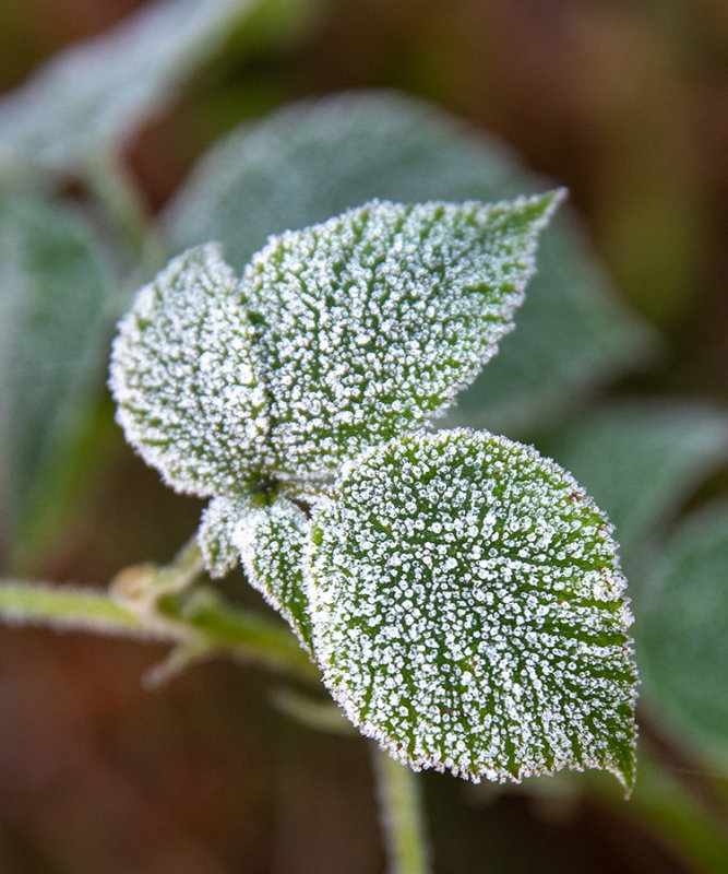 hoarfrost