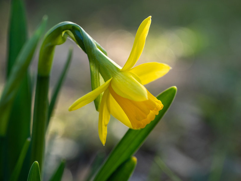 Narcissus