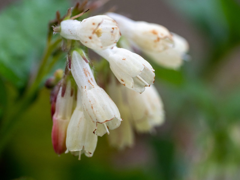 Symphytum tuberosum