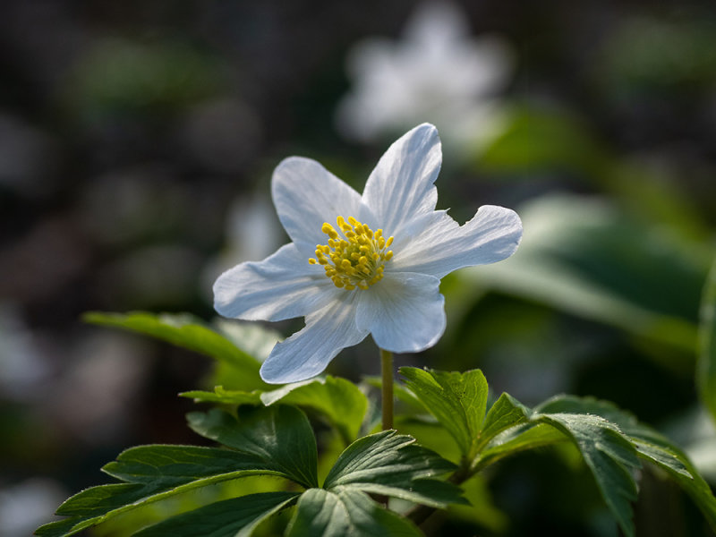 Anemone nemorosa
