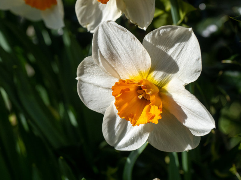 Narcissus