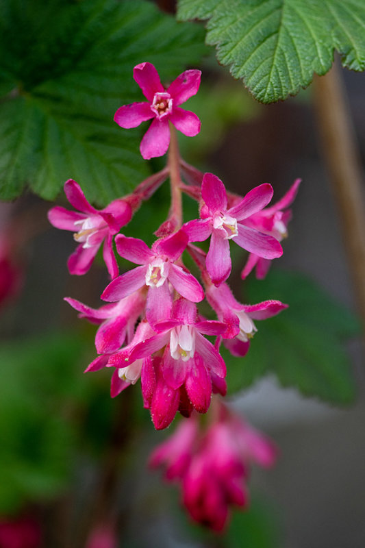 Ribes