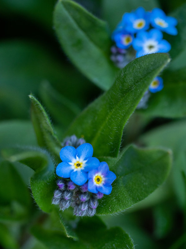 Myosotis sylvatica