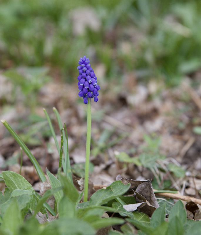Muscari botryoides