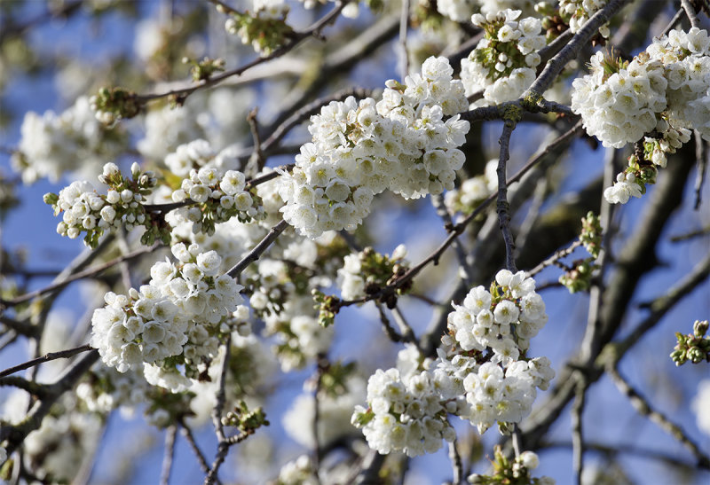 Cherry blossoms