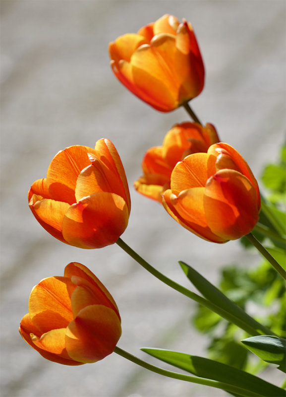 Tulips