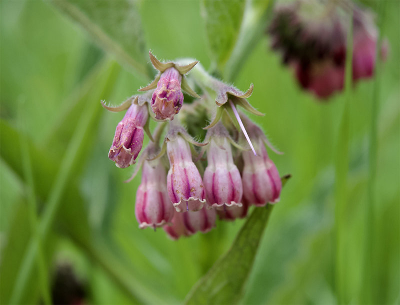 Symphytum officinale