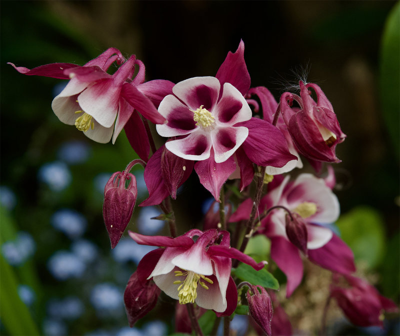 Aquilegia