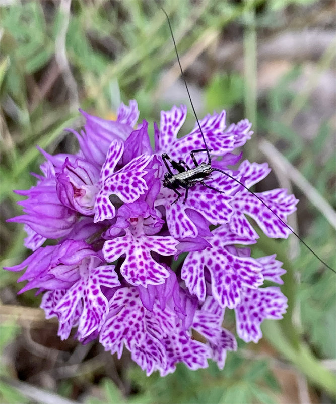 Pholidoptera griseoaptera on Neotinea tridentata