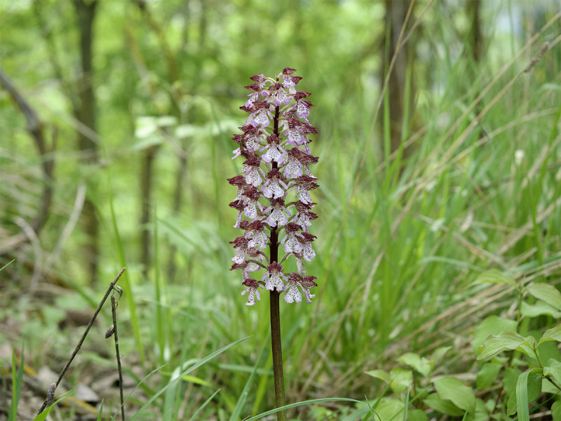 Orchis purpurea