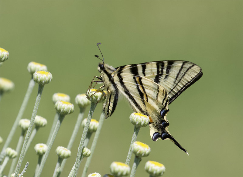 Iphiclides podalirius