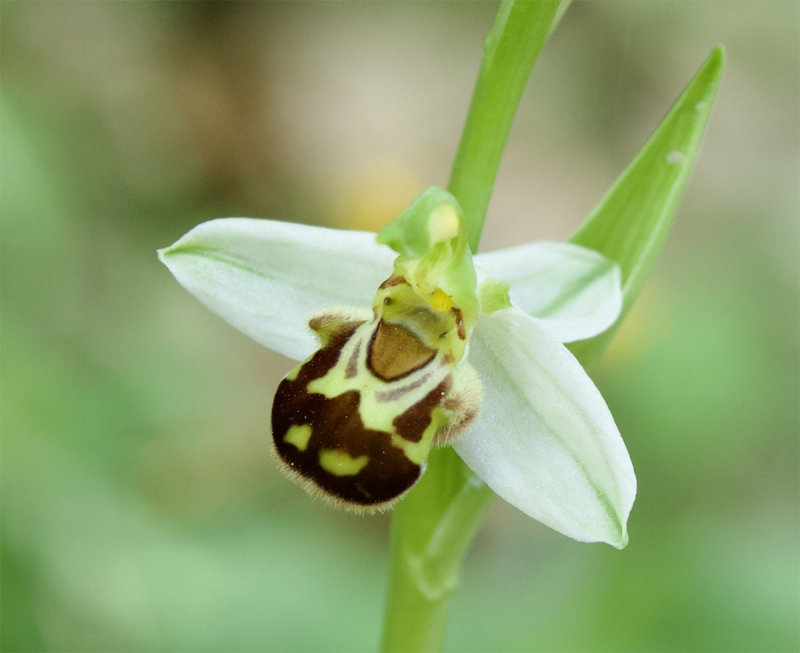 Ophrys apifera