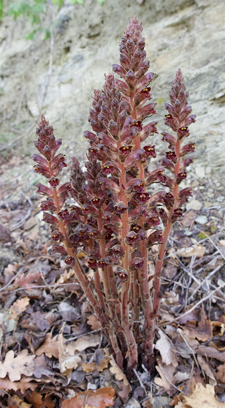 Orobanche
