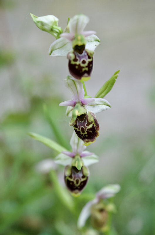 Ophrys holoserica