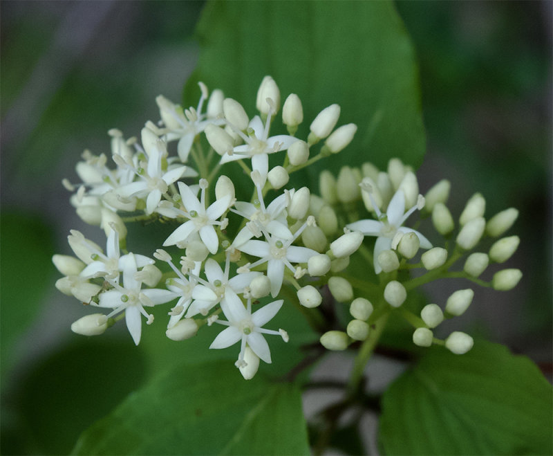 Cornus sanguinea