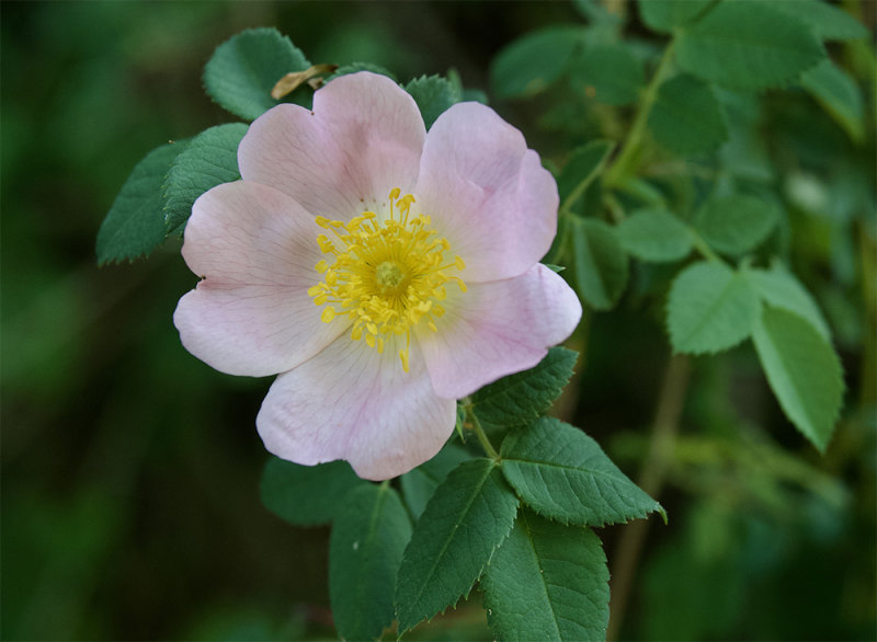 Rosa canina