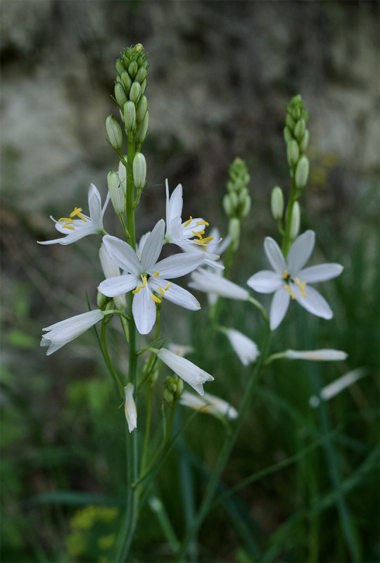 Anthericum liliago
